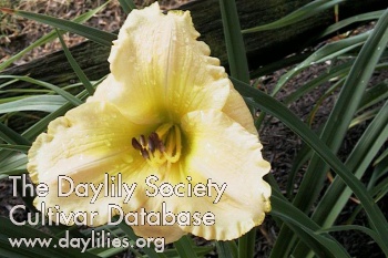 Daylily Perfect Etiquette